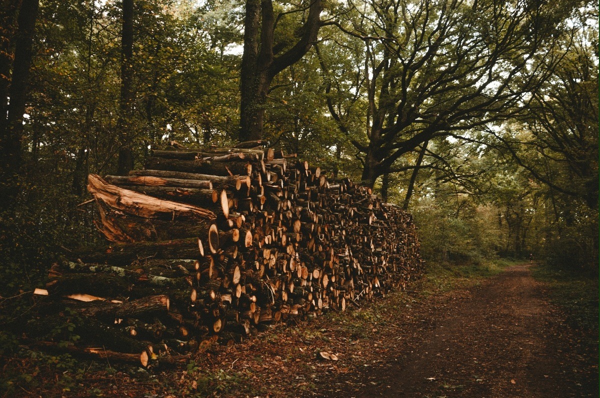 TREE FELLING 5