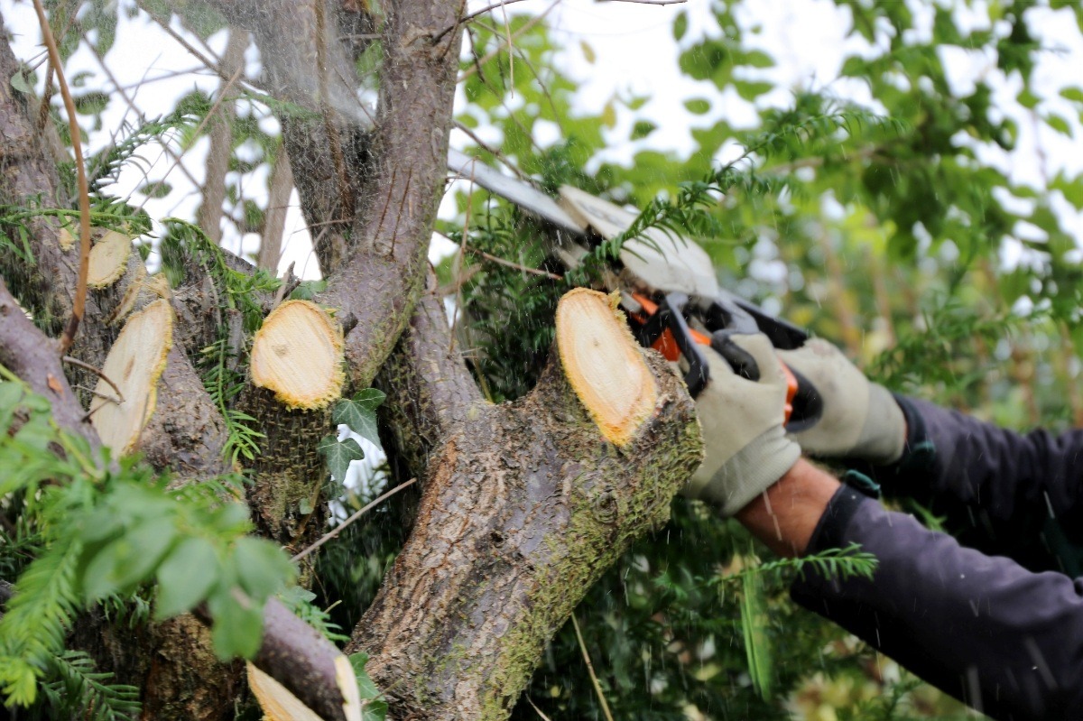TREE FELLING 2