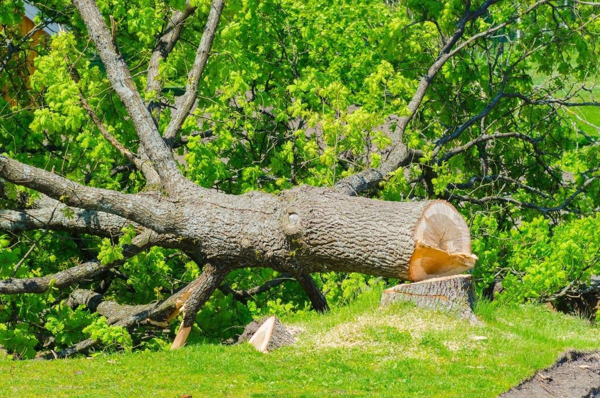 TREE FELLING 3