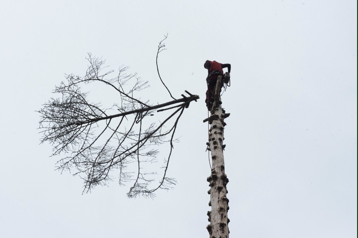 TREE FELLING 4